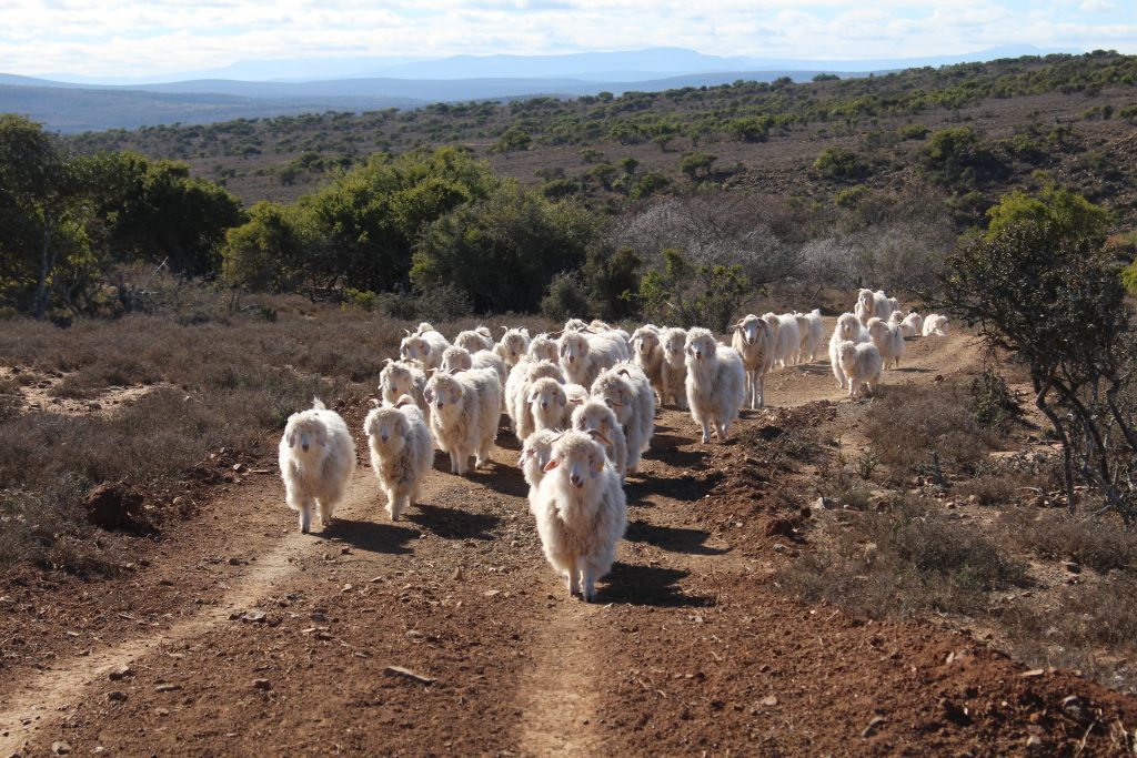 Rms Standard RMS – Responsible Mohair Standard - Control Union Portugal